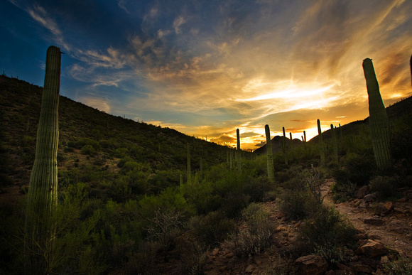 Saguaro Cactus, Tucson
