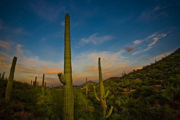 Saguaro Cactus, Tucson, AZ