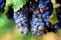 Wine Grapes, Sonoita, AZ.